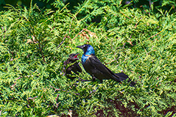 Photo Quiscale Bronzé